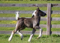 horse