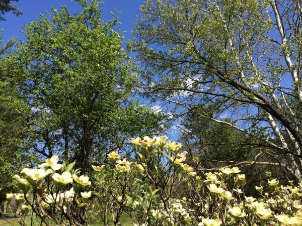 pretty tree and flowers